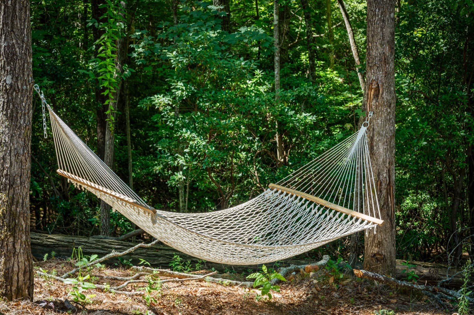 Hammock strung between trees in the forest